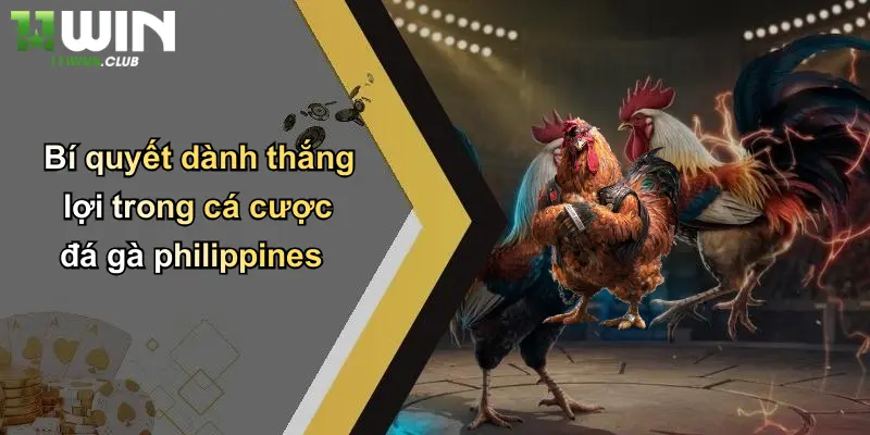 Đá Gà Philippines: Đỉnh Cao Giải Trí Cá Cược Hấp Dẫn Tại 11WIN 4 Bí quyết dành thắng lợi trong cá cược đá gà philippines